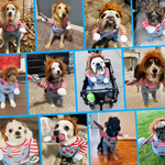 Chucky™ - The spooky costume for your pet