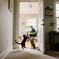 Hangy™ - No more boredom for your cat