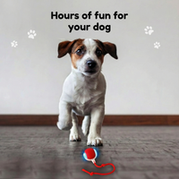 ZiggyZaggy™ – The smart toy that keeps your pet active and happy