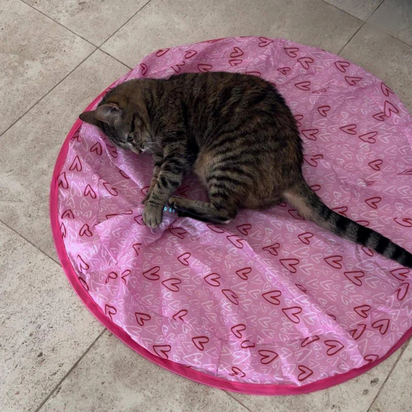 HappyCat™ - The stimulating hunting toy for cats