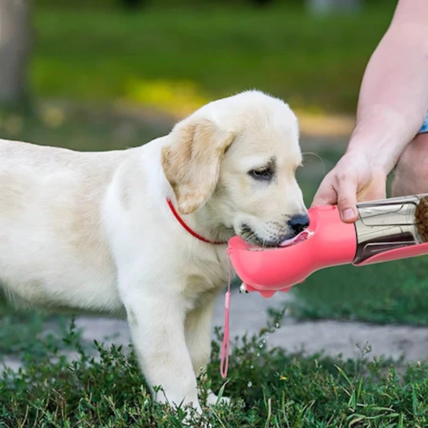 HyrdoBuddy™ - Carefree adventures, with fresh water always within your dog's reach!
